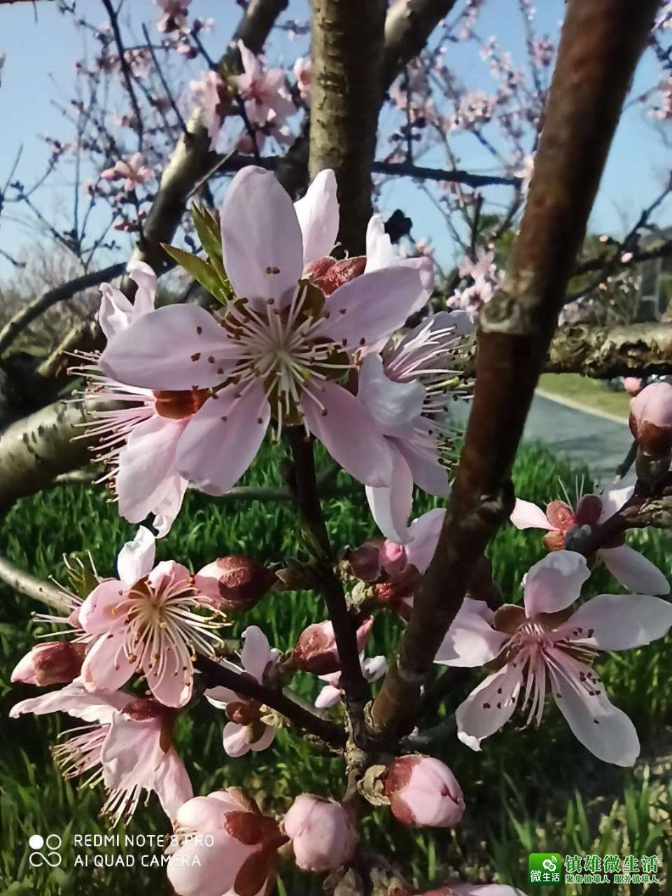 三月桃花,桃花坞里桃花奄, 桃花庵下桃花仙. 桃花仙人.